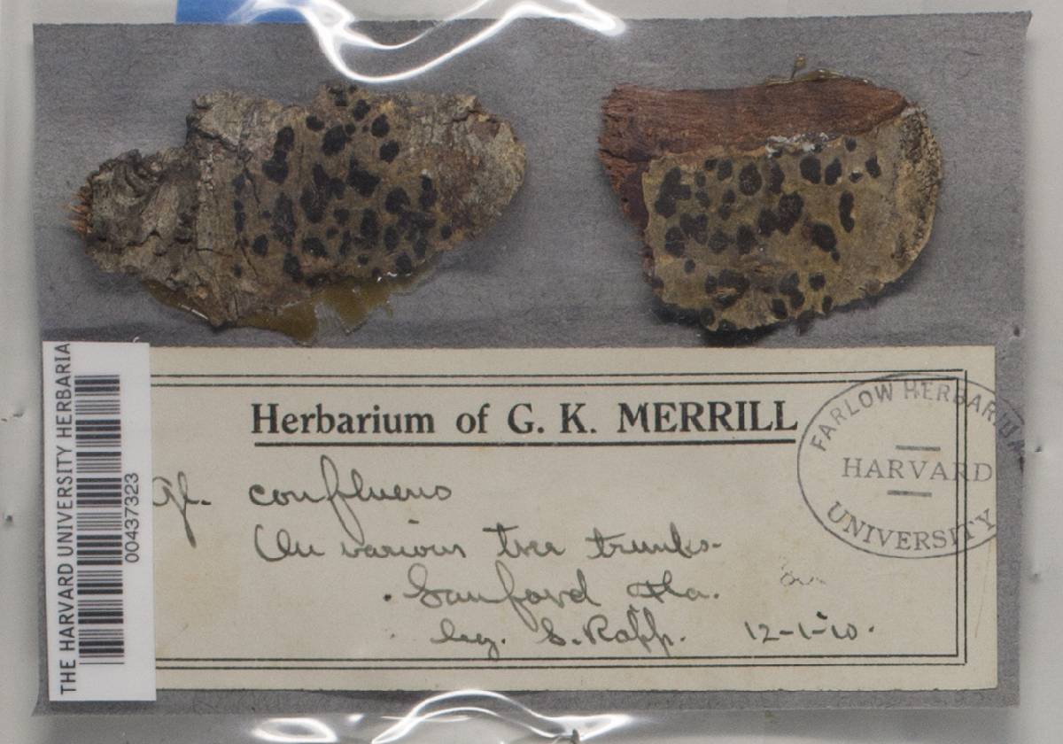 Glyphis cicatricosa var. confluens image