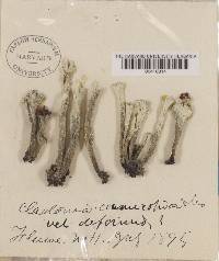 Cladonia deformis image