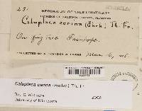Caloplaca cerina image