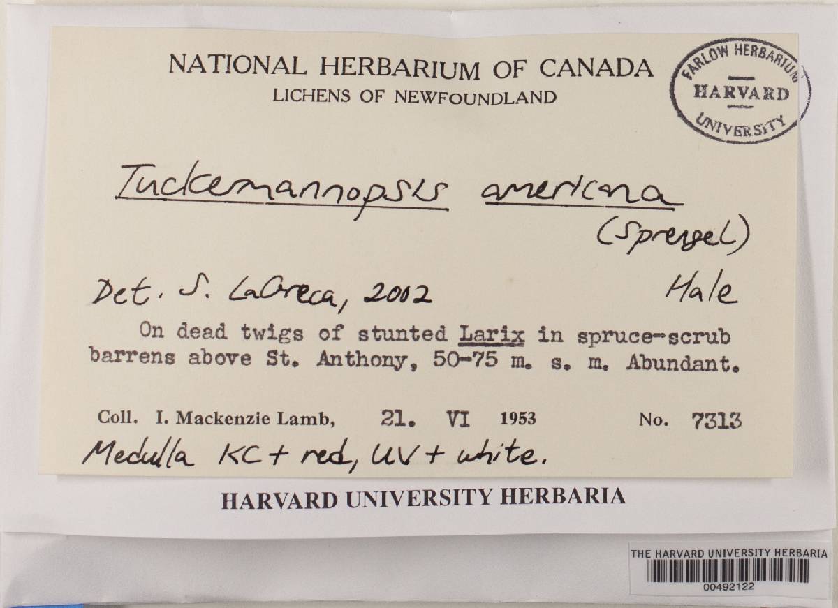 Tuckermannopsis americana image