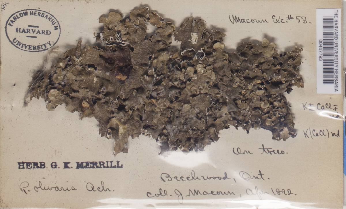 Parmotrema pseudoreticulatum image