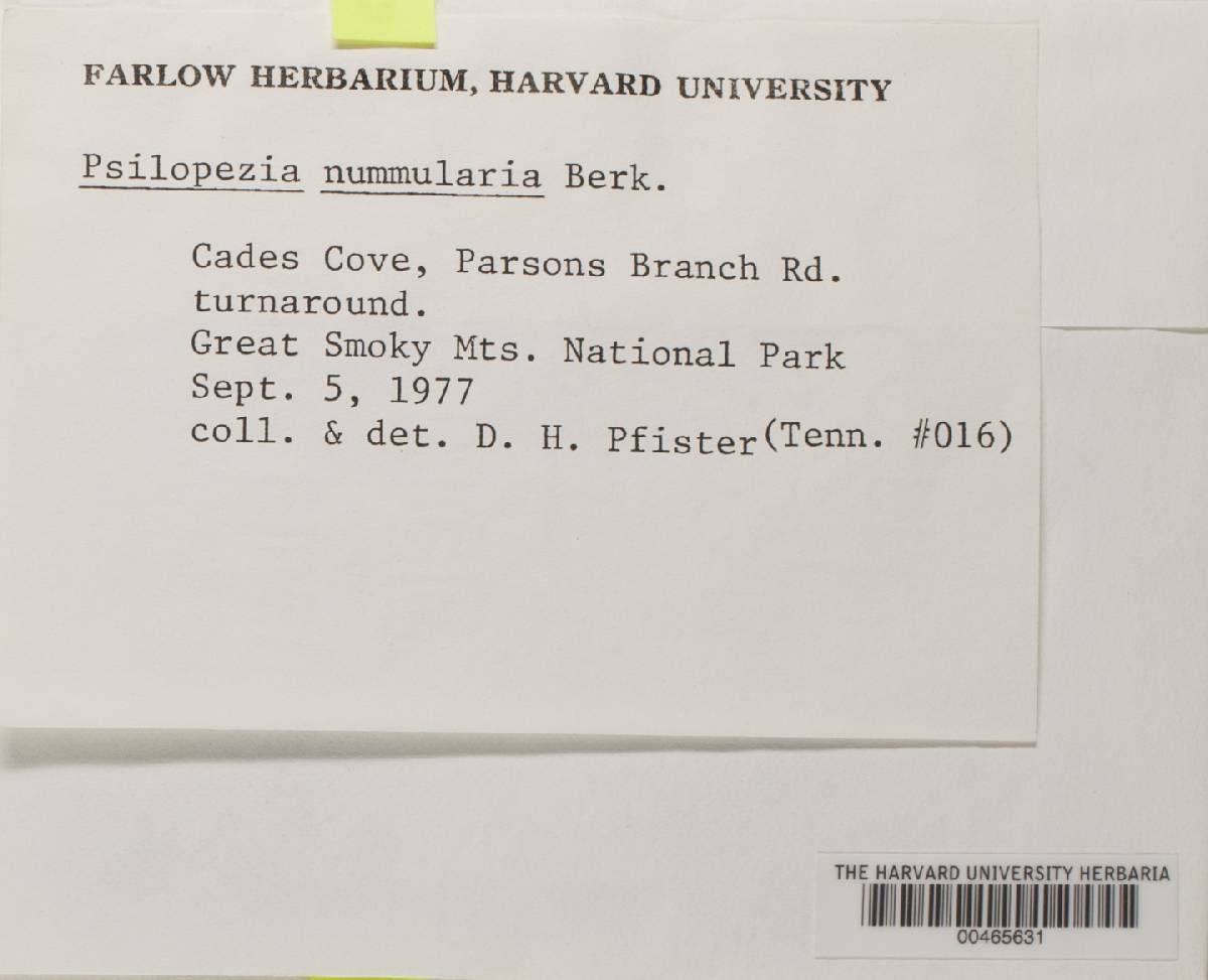 Psilopezia nummularialis image