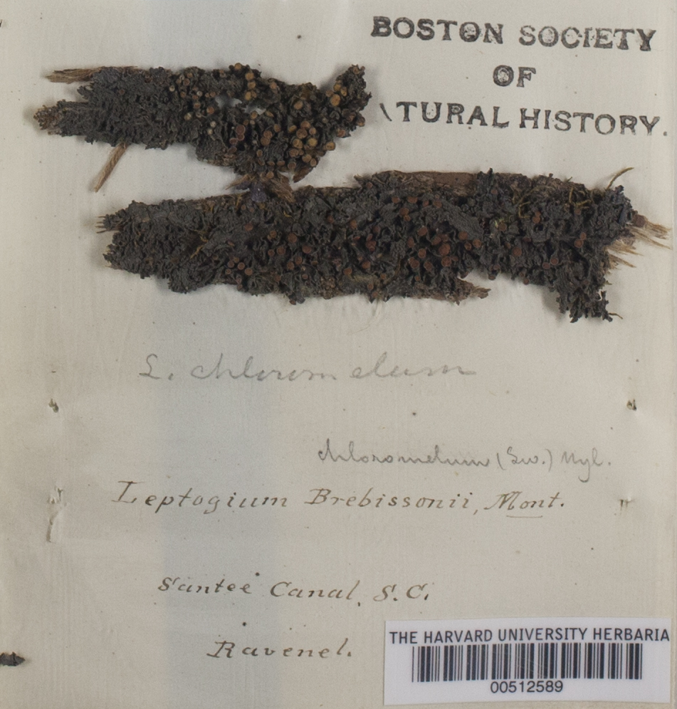 Leptogium brebissonii image