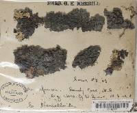 Leptogium cyanescens image