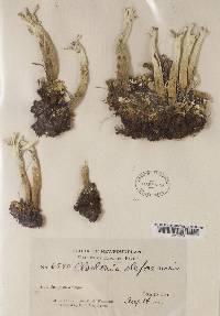 Cladonia deformis image