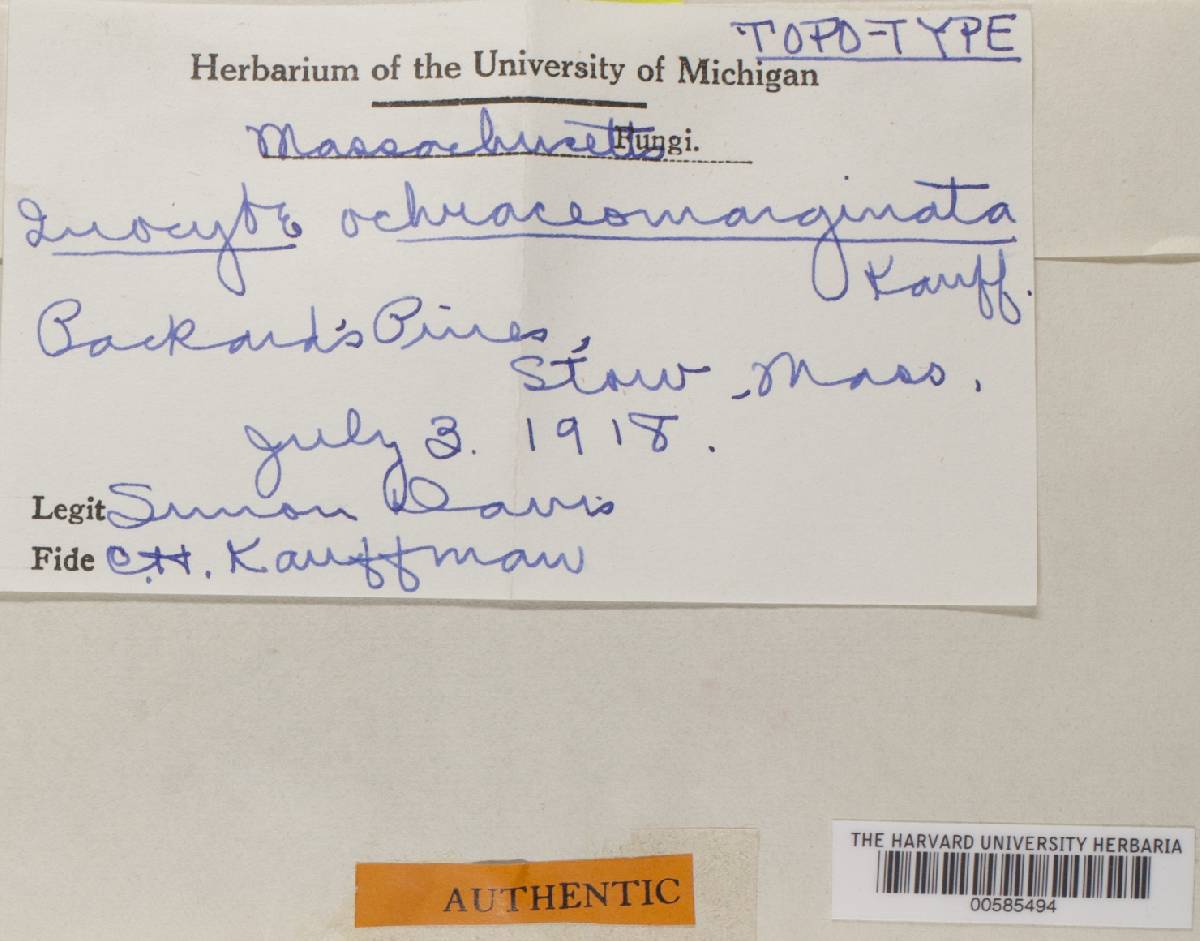 Inocybe ochraceomarginata image