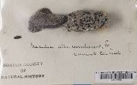 Porpidia albocaerulescens var. albocaerulescens image
