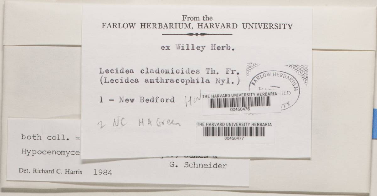 Carbonicola anthracophila image