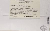 Lopadium coralloideum image