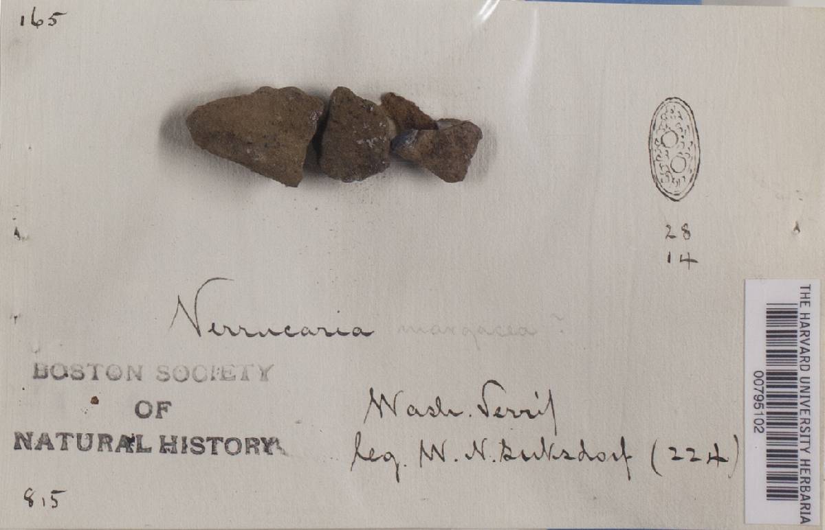 Verrucaria margacea image