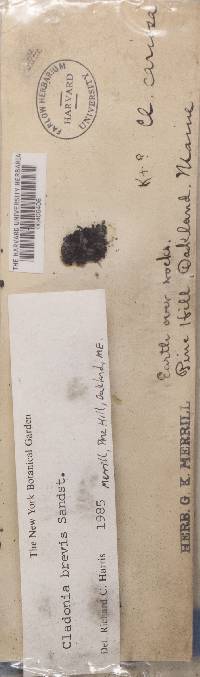 Cladonia brevis image