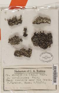 Cladonia strepsilis image