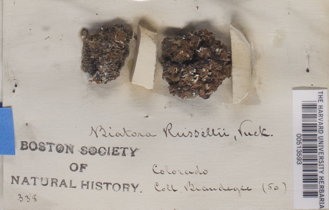 Biatora russellii image