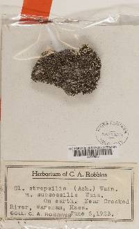 Marasmius olidus image