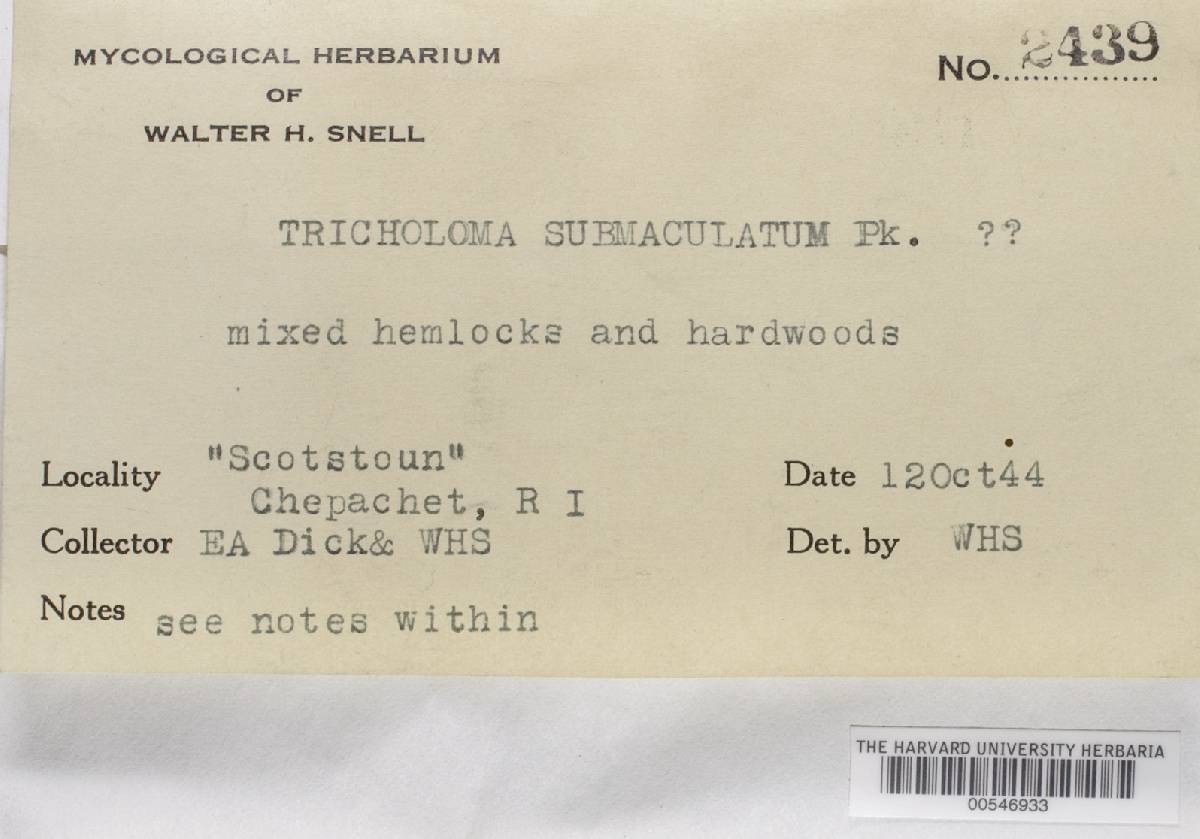Tricholoma submaculatum image