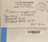Cladonia rangiferina f. crispata image