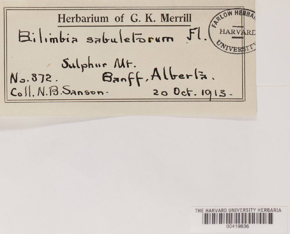 Bilimbia sabuletorum image