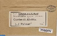 Cladonia gracilis var. chordalis image