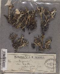 Cladonia multiformis image