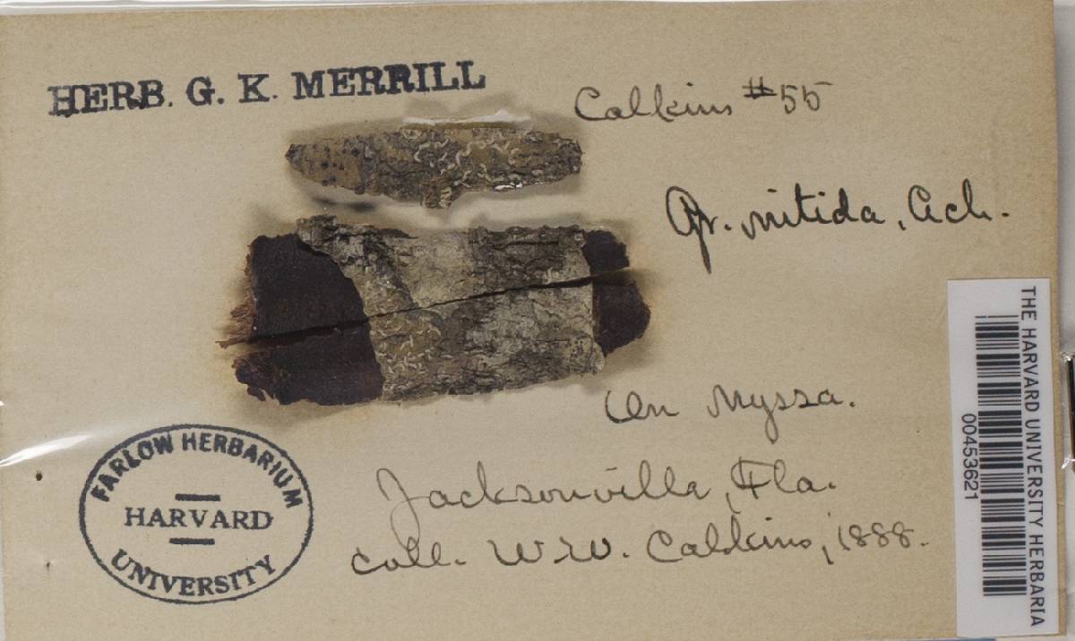 Medusulina image