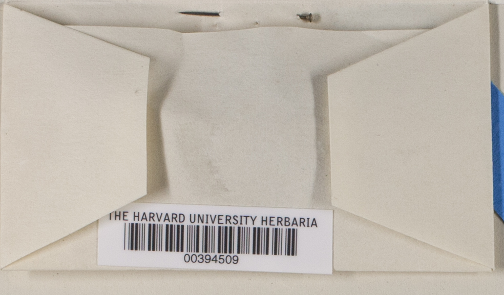 Dermatocarpon miniatum var. complicatum image