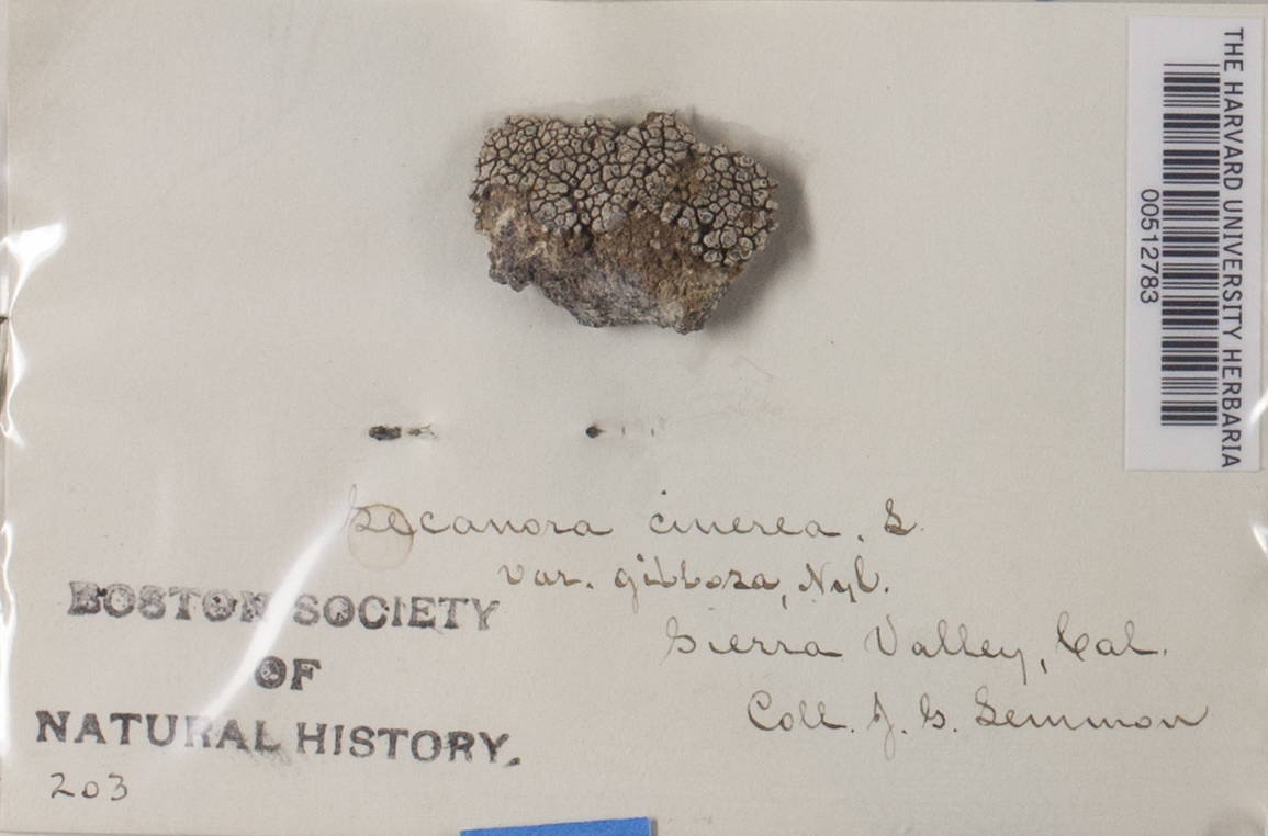 Lecanora cinerea var. gibbosa image