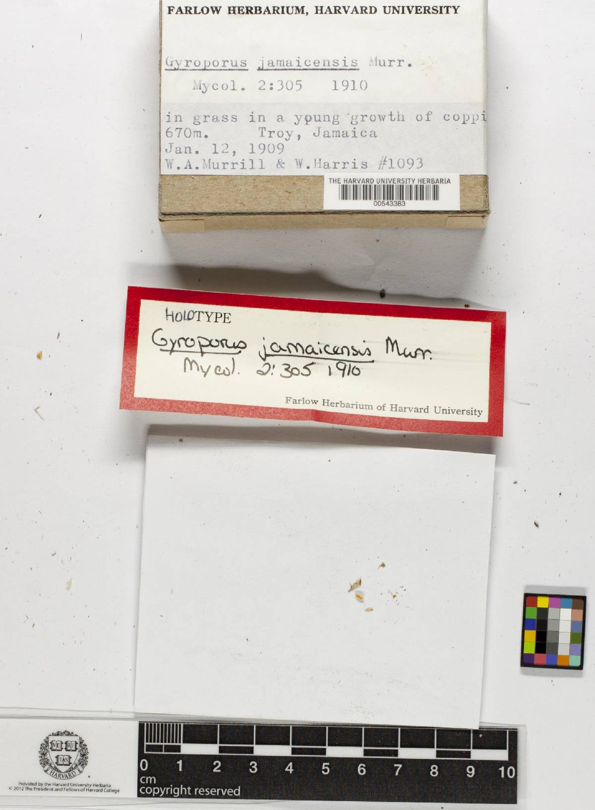 Gyroporus jamaicensis image