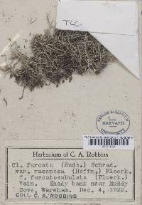 Cladonia furcata f. furcatosubulata image