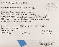 Lecanora muralis image