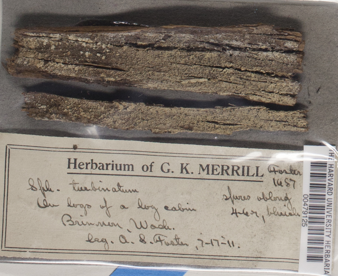 Sphinctrina turbinata image