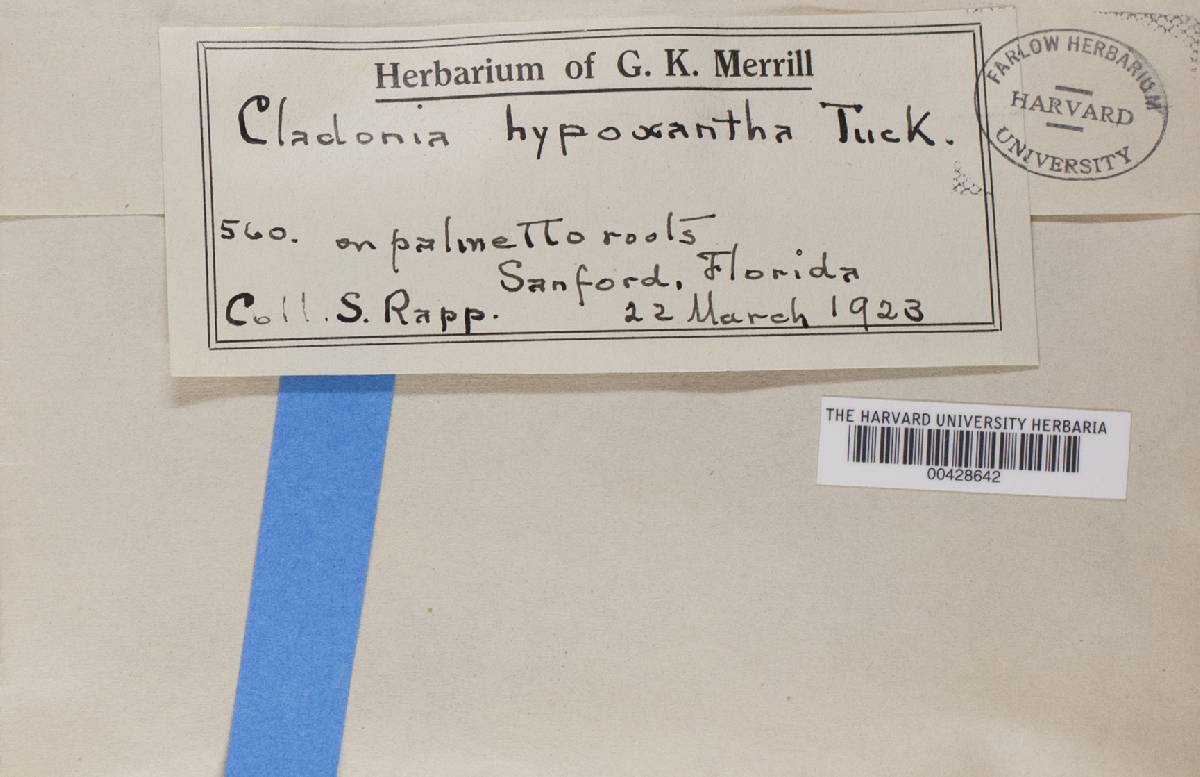 Cladonia hypoxantha image