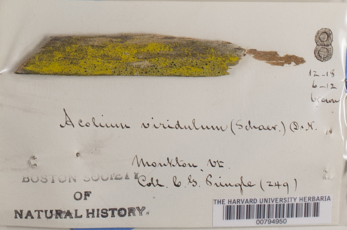 Acolium viridulum image