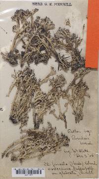 Cladonia furcata image
