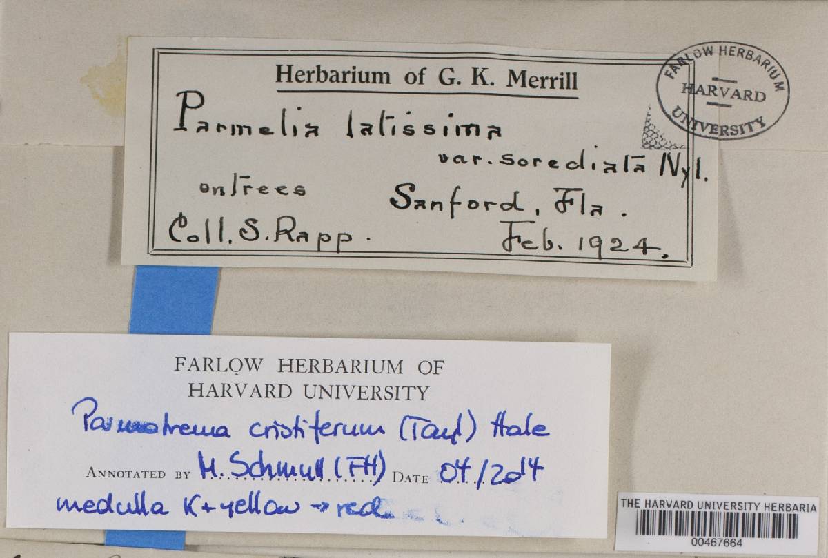 Parmotrema cristiferum image