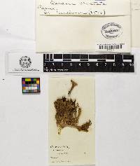 Clavulina coralloides image