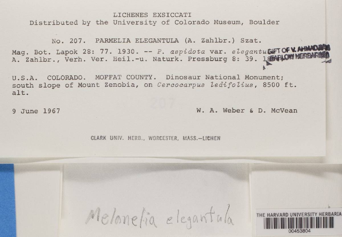 Melanohalea elegantula image