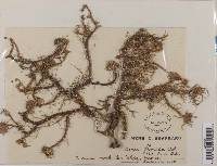 Usnea florida image