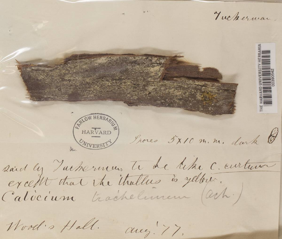 Calicium salicinum image