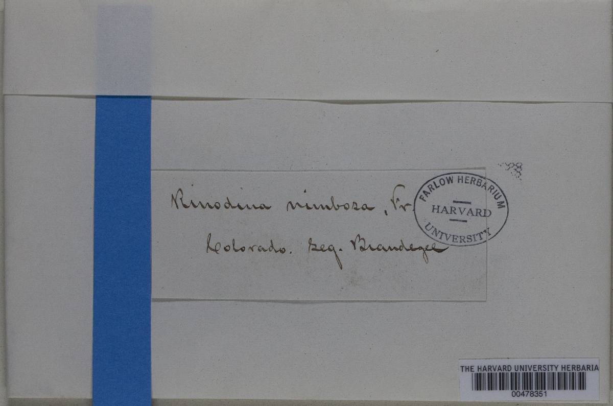 Phaeorrhiza nimbosa image