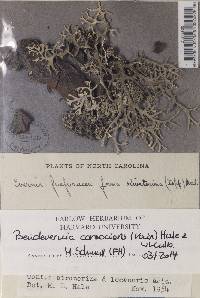 Pseudevernia consocians image