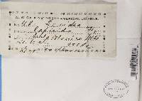 Lecidea lapicida image