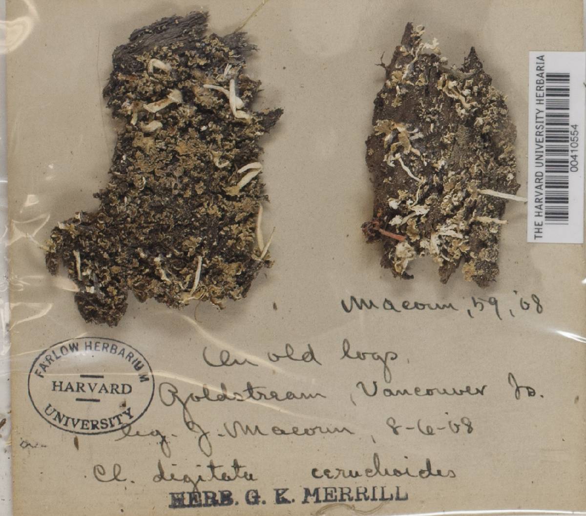 Cladonia digitata var. ceruchoides image