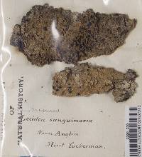 Mycoblastus sanguinarius f. sanguinarius image
