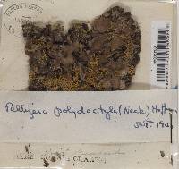 Peltigera polydactyla image