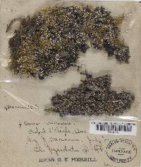 Cladonia pyxidata image