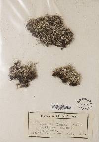 Cladonia squamosa image