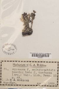 Cladonia squamosa image