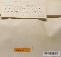 Cortinarius morrisii image