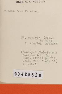 Cladonia humilis image