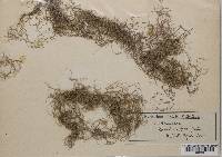 Usnea trichodea image